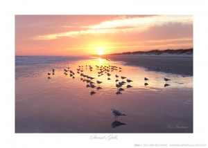 Sunset Gulls Ken Buckner
