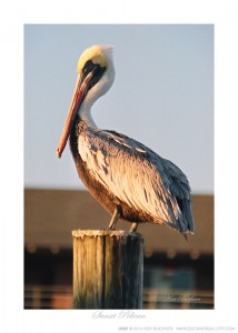 Sunset Pelican Ken Buckner