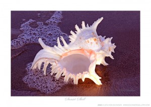 Sunset Shell Ken Buckner