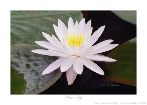 Water Lily Ken Buckner