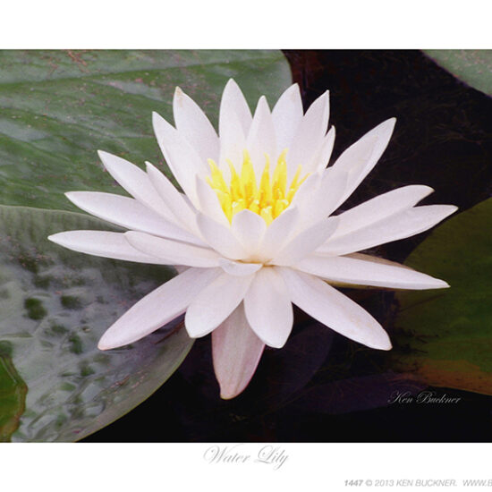 Water Lily Ken Buckner