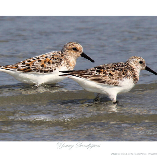 Young Sandpipers Ken Buckner