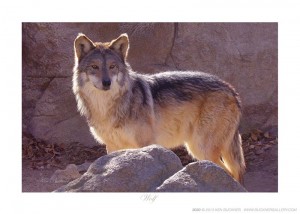 Wolf - Photo by Ken Buckner