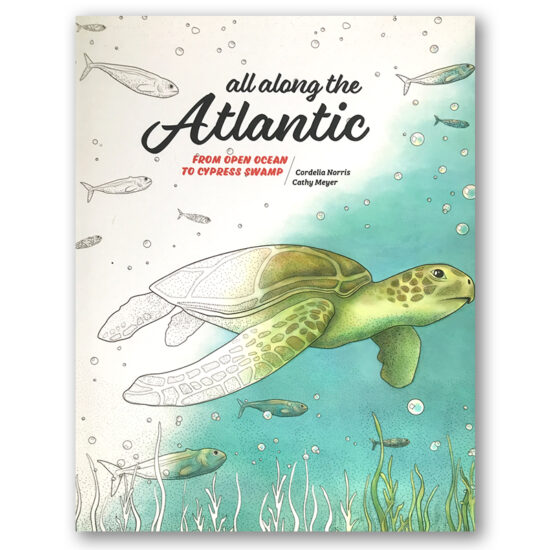 All Along the Atlantic: From Open Ocean to Cypress Swamp