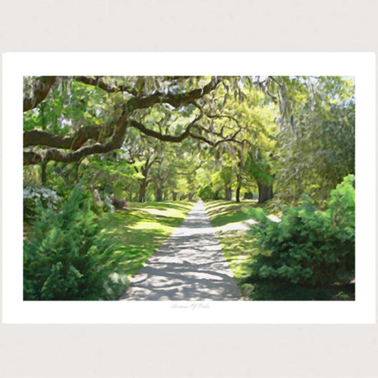 Avenue of Oaks by Miller Pope