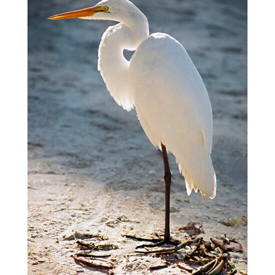Egret in Blue- Photo by Ken Buckner (1193)