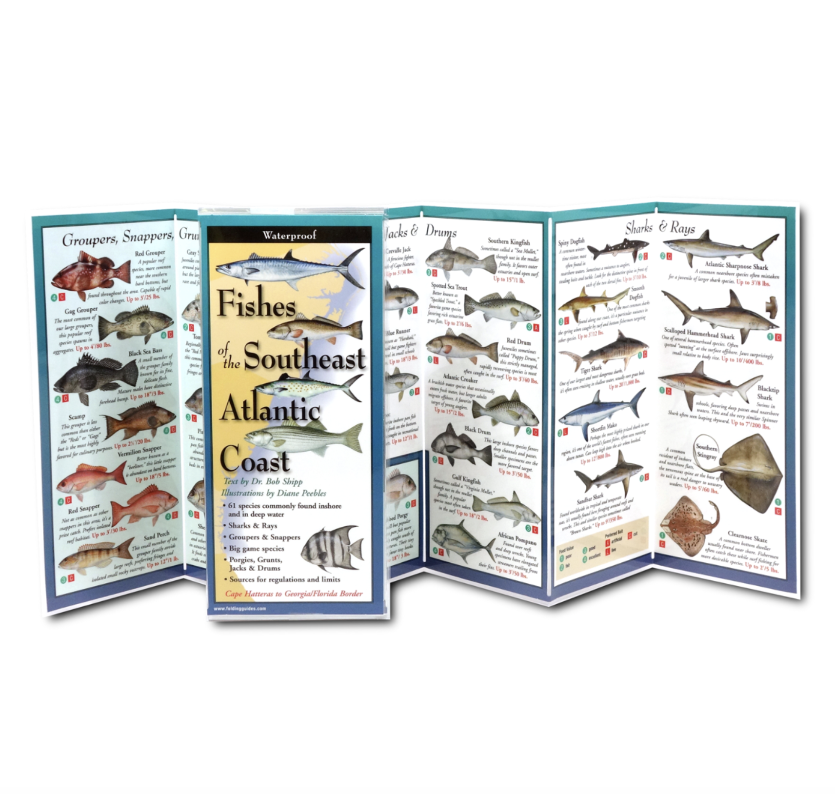 Fishes of the Southeast Atlantic Coast