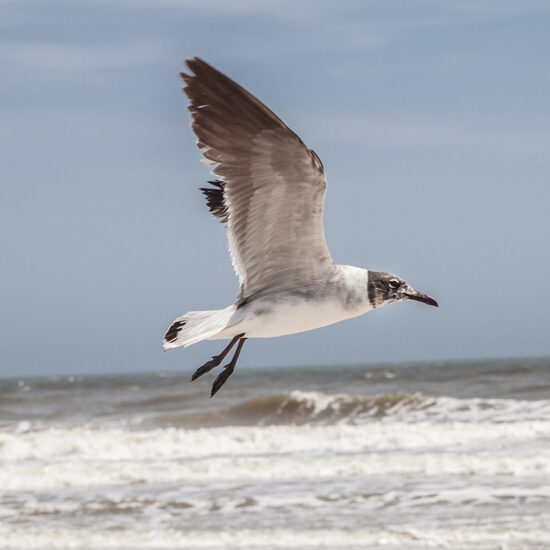 Gull in Flight by Dwayne Schmidt