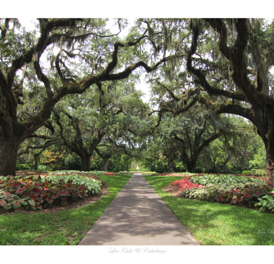 Live Oaks - Photo by Ken Buckner (1978)