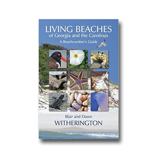 Living Beaches of Georgia and the Carolinas