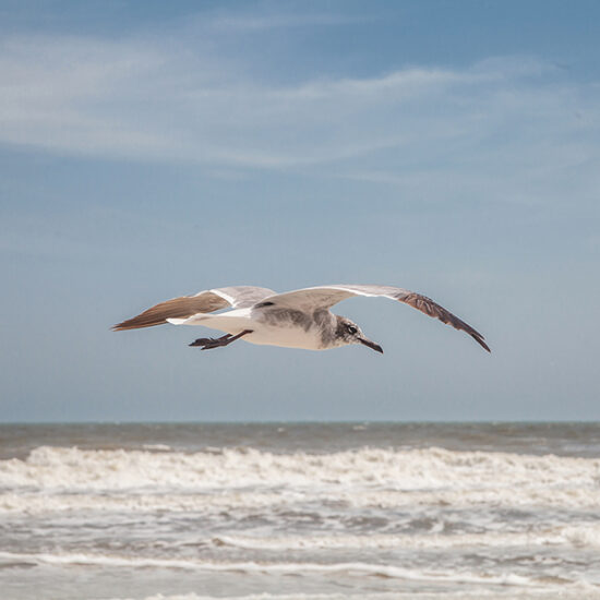 Morning Flight by Dwayne Schmidt