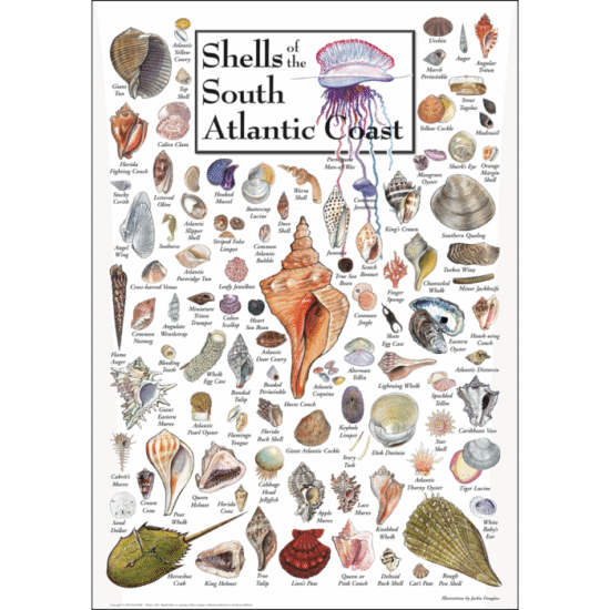 Shells of the South Atlantic Coast – Poster