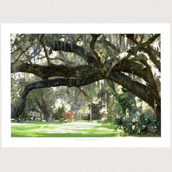 Plantation in Bloom by Miller Pope