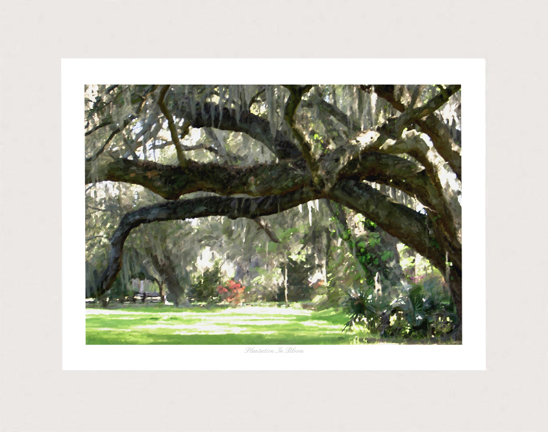 Plantation in Bloom by Miller Pope