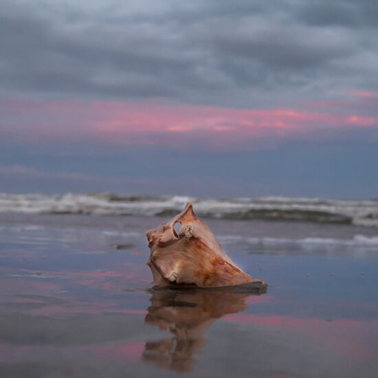 Searching for Shells by Dwayne Schmidt