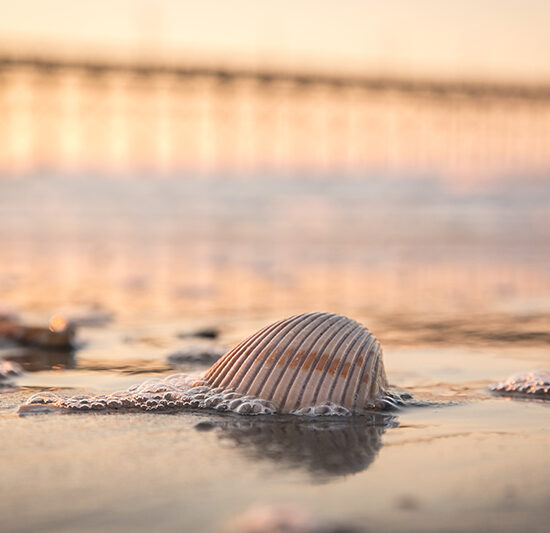 Seashell by Dwayne Schmidt