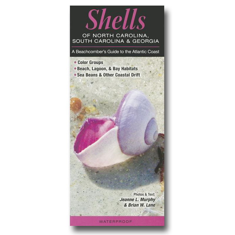 Shells Of North Carolina South