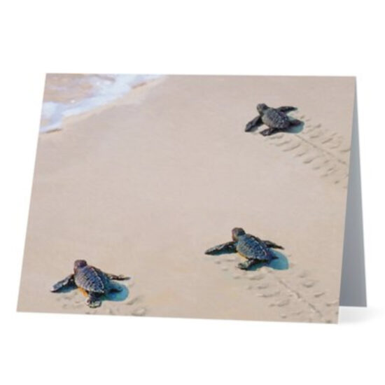 Baby Sea Turtles Note Cards by Miller Pope