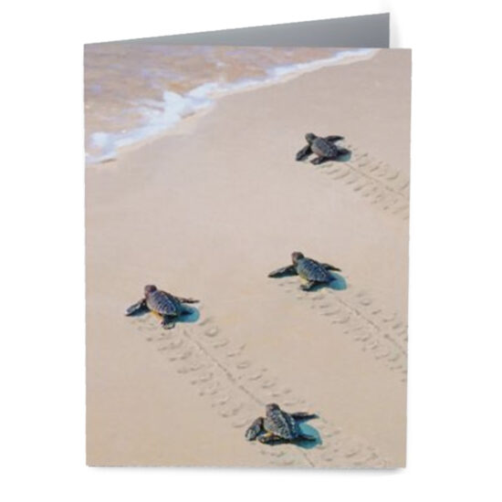 Steps to Sea Note Cards by Miller Pope