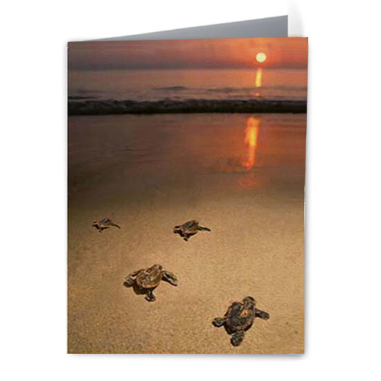 Sunset-Crawl-Notecards