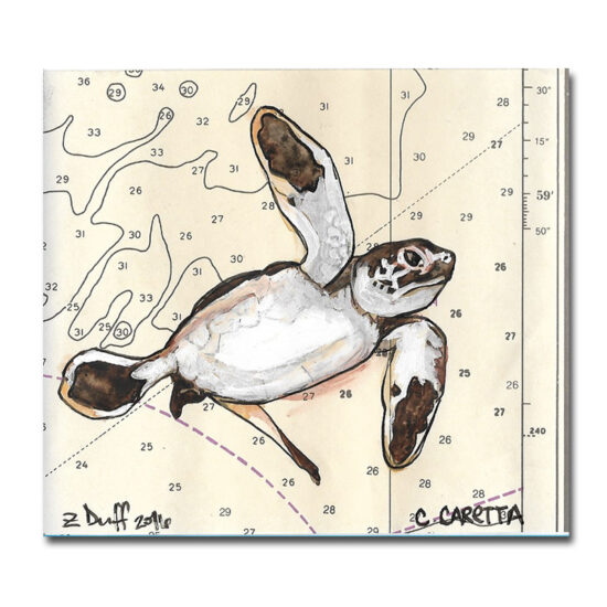 Zak Duff Baby Sea Turtle