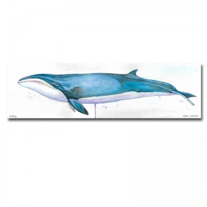 Zak Duff Pigmy Wright Whale