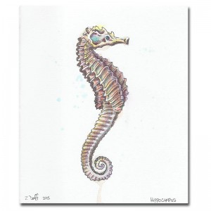 Zak Duff Sea Horse