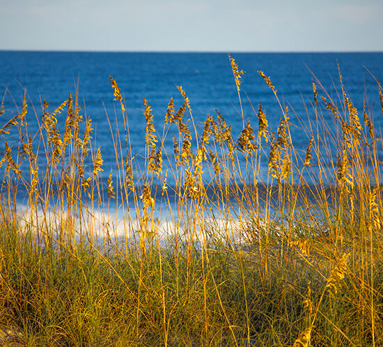 Golden Barrier Photo by Dwayne Schmidt