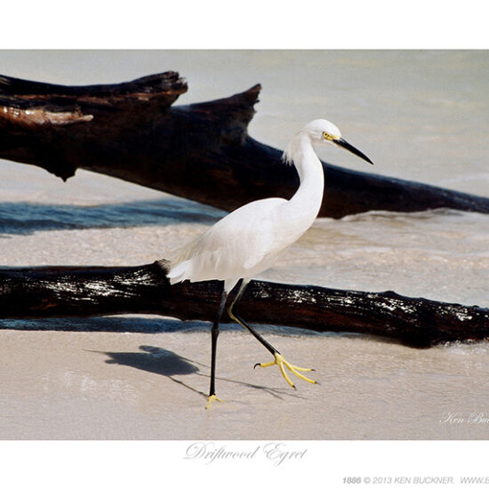 Driftwood Egret- Photo by Ken Buckner (1886)