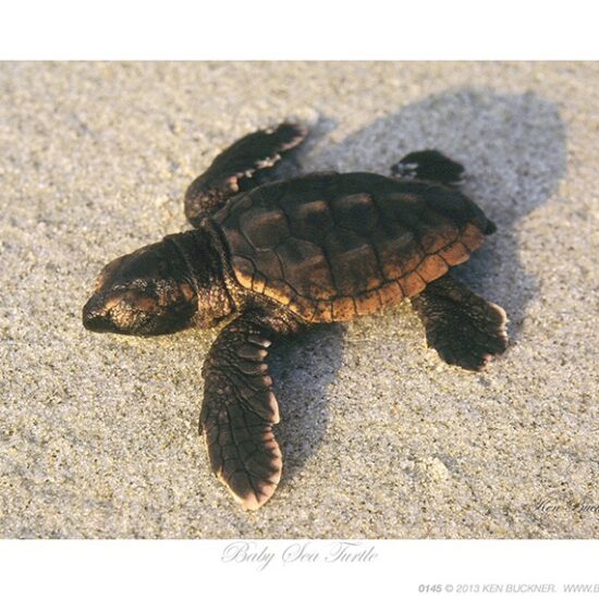 Baby Sea Turtle- Photo by Ken Buckner (0145)