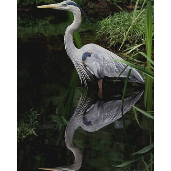 Blue Heron Wading- Photo by Ken Buckner (1914)