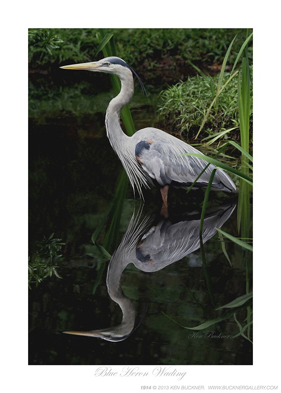 Blue Heron Wading- Photo by Ken Buckner (1914)