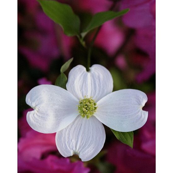 Dogwood- Photo by Ken Buckner (3014)
