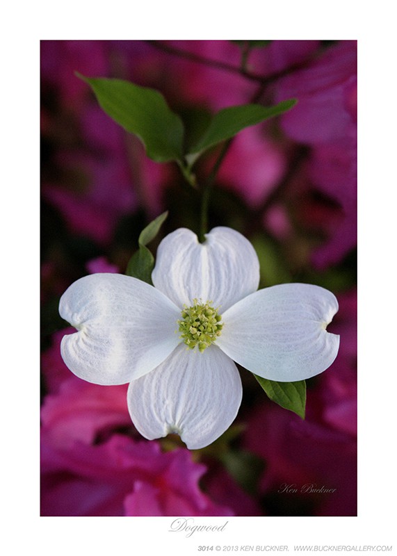 Dogwood- Photo by Ken Buckner (3014)