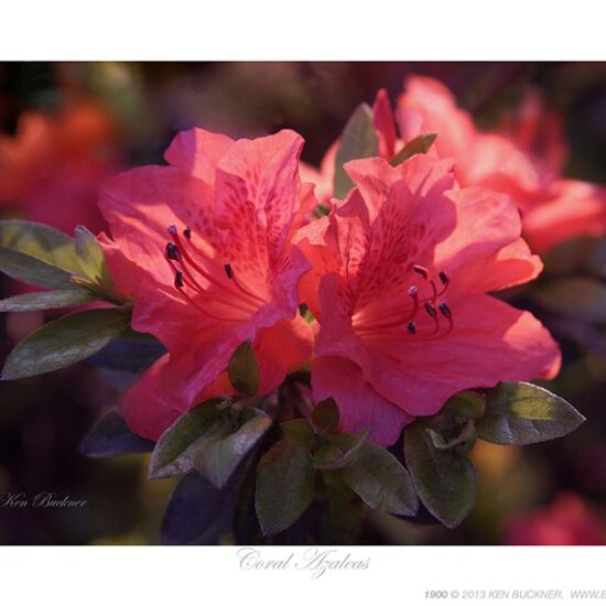 Coral Azaleas- Photo by Ken Buckner (1900)