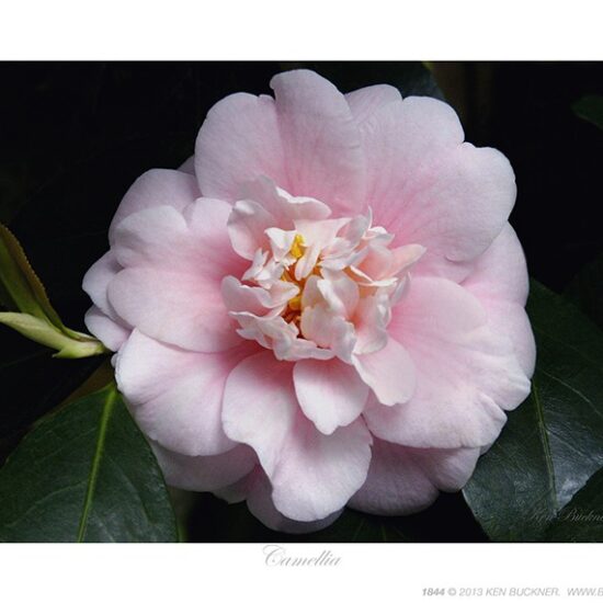 Camellia- Photo by Ken Buckner (1844)