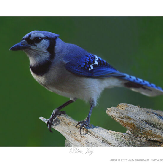 Blue Jay- Photo by Ken Buckner (3050)