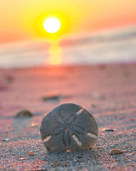 Sand Dollar by Dwayne Schmidt