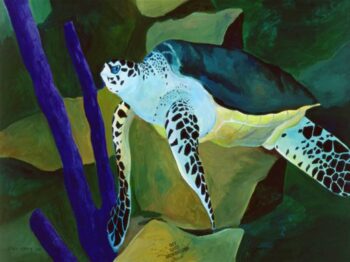 Loggerhead Turtle by Ivey Hayes (1170)