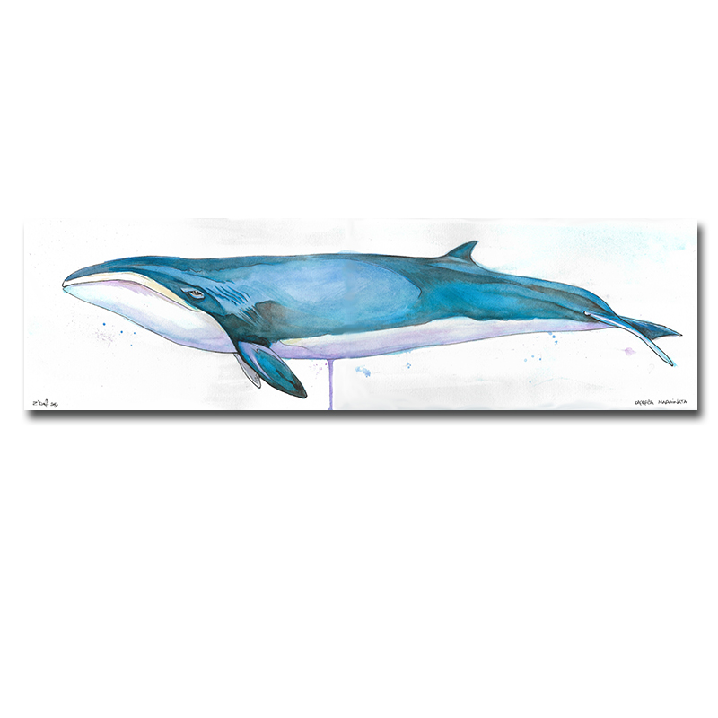 Pigmy Wright Whale Print by Zak Duff