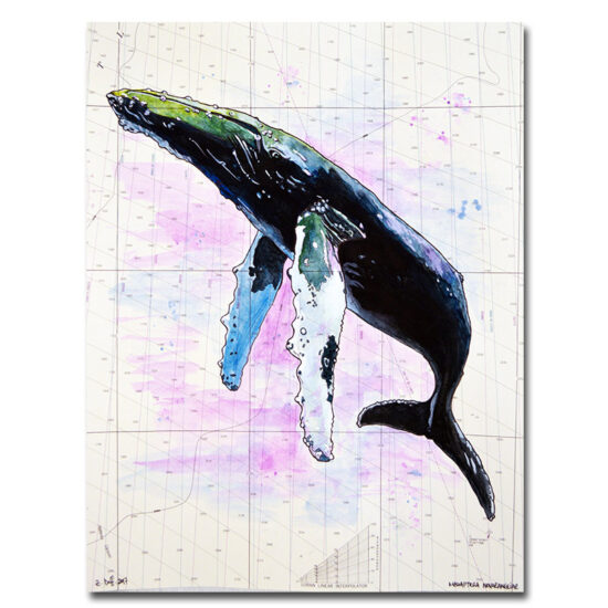 Humpback Whale Print by Zak Duff