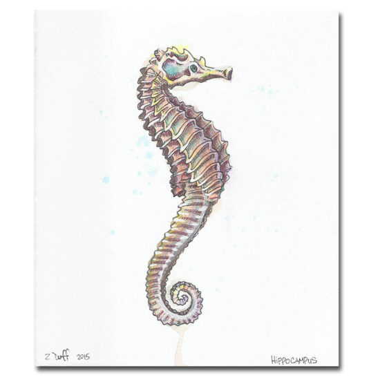 Sea Horse Print by Zak Duff