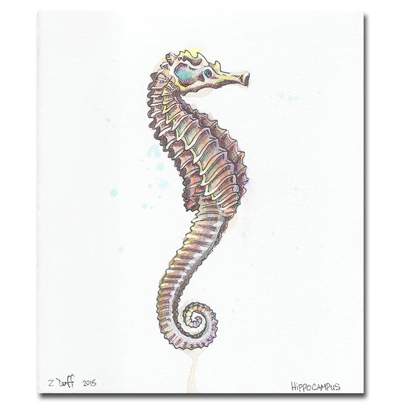 Sea Horse Print by Zak Duff