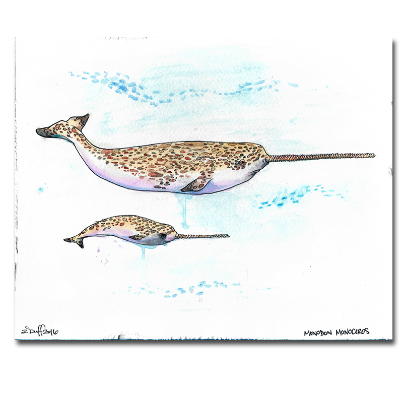 Narwhal Print by Zak Duff