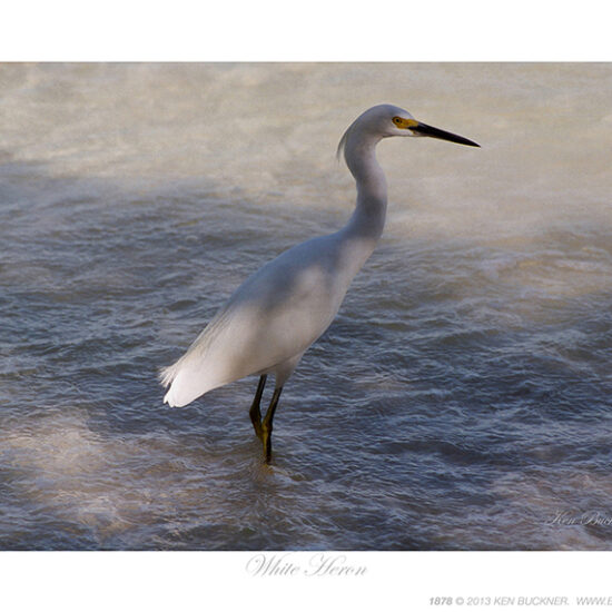 White Heron- Photo by Ken Buckner (1878)