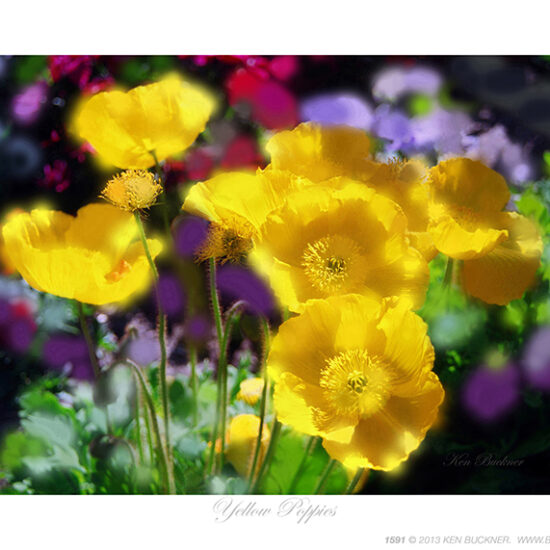 Yellow Poppies- Photo by Ken Buckner (1591)