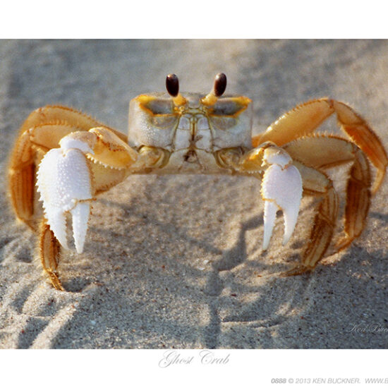 Ghost Crab- Photo by Ken Buckner (0888)