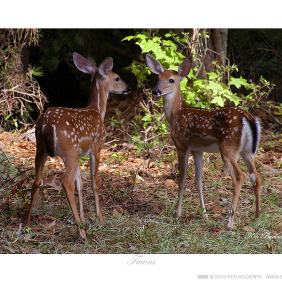 Fawns- Photo by Ken Buckner (3026)