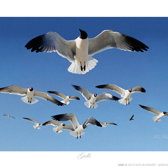 Gulls- Photo by Ken Buckner (1890)
