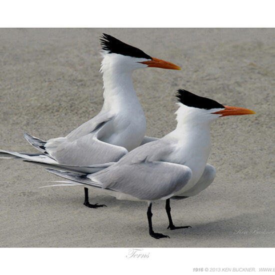 Terns- Photo by Ken Buckner (1916)